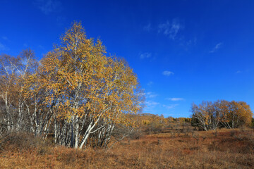 Fototapeta premium Birch forest in hot spring park of Keshiketeng World Geopark, Inner Mongolia