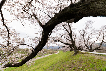 Fototapeta premium 桜並木