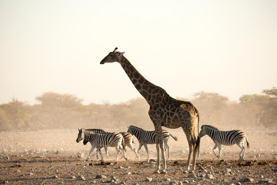 Giraffe and Zebra in Etosha National Park, Namibia.