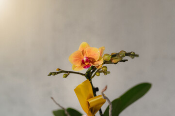 Close up yellow and pink orchid isolated in white background. Free copy space for text up.