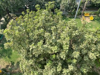 Aerial view of the tree and the garden in the city during the day