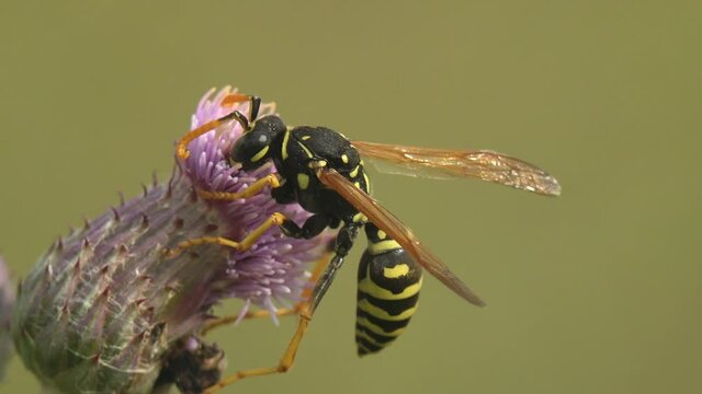 Paper wasp collects nectar on a thistle flower bud. Macro view a insect in wildlife