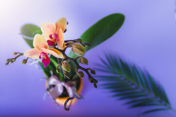 Close up with yellow orchid in pot. Violet background.