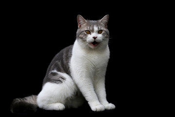 Scottish Fold kittens are sitting on black background. Portrait of the white kittens are sitting for look something.