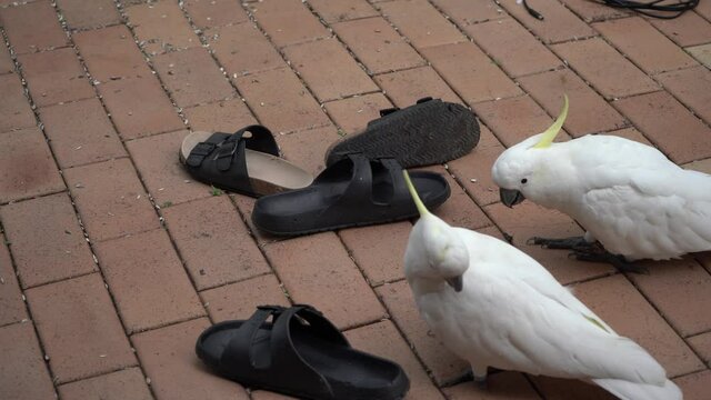 Cheeky naughty clever Cockatoo playing with shoes sandals pick and drop 2 Cockatoos
