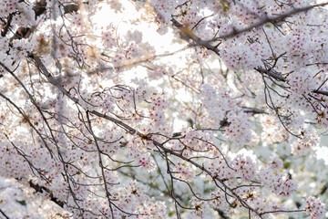 Fototapeta premium 桜