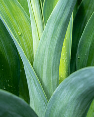 Closeup view of tropical agave leaves with rain drops in natural outdoor light