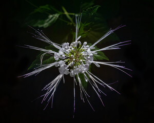 Cat's whiskers plant or orthosiphon aristatus flower also known as java tea , view from above on dark background