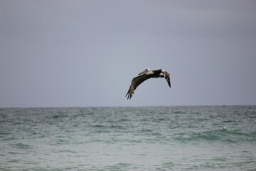 Fototapeta na wymiar Florida Brown Pelican Flying Over Water