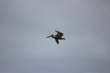 Florida Brown Pelican Flying Over Water