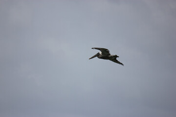Florida Brown Pelican Flying Over Water