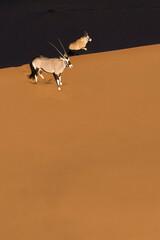 Oryx in the sand dunes of Namibia. Sossusvlei.
