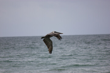 Fototapeta na wymiar Florida Brown Pelican Flying Over Water