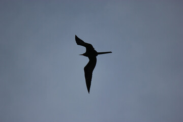 Magnificent Frigatebird Hunting for Food on Florida Beach