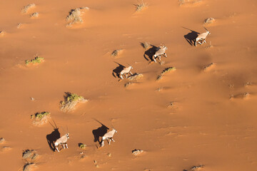 Oryx in the sand dunes of Namibia. Sossusvlei.