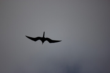 Magnificent Frigatebird Hunting for Food on Florida Beach
