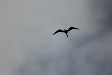 Magnificent Frigatebird Hunting for Food on Florida Beach