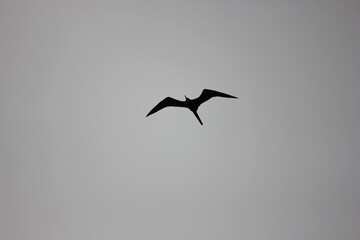 Magnificent Frigatebird Hunting for Food on Florida Beach
