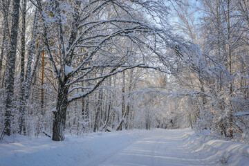 Mysterious road in winter forest. Sun's rays break through the snow-covered branches of trees. Concept of winter travel during the new year holidays.