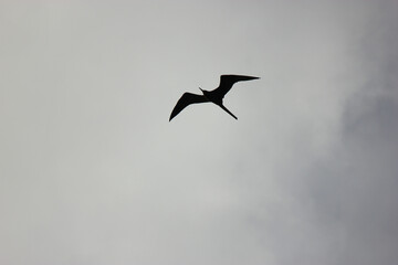 Magnificent Frigatebird Hunting for Food on Florida Beach