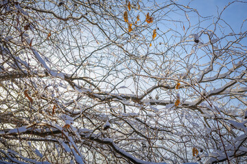 Tree branches covered with snow in the sunlight, close-up. Cold winter weather in the Northern hemisphere. Natural background.