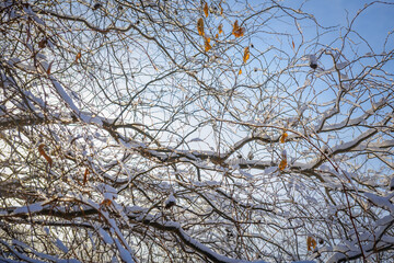 Fototapeta na wymiar Tree branches covered with snow in the sunlight, close-up. Cold winter weather in the Northern hemisphere. Natural background.