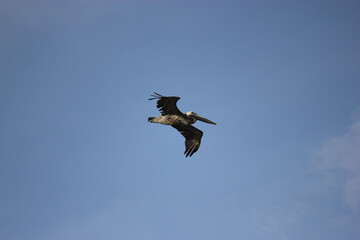Florida Brown Pelican Flying Over Water