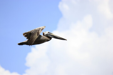 Florida Brown Pelican Flying Over Water