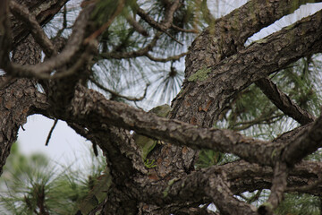 Fototapeta premium Hidden Iguana in Pine Tree