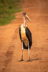Marabou stork (Leptoptilos crumeniferus), Lake Mburo National Park, Uganda.	
