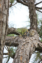 Iguana and Squirrel in Pine Tree