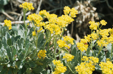 Obraz premium Aurinia saxatilis - Alysse corbeille d'or, plante décorative de rocaille aux touffes de fleurs jaune vif au dessus d'un feuillage poilu, duveteux gris-vert