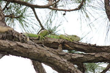 Adult Green Iguana Sunning in Pine Tree