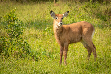 Newborn defassa waterbuck ( Kobus ellipsiprymnus defassa), Lake Mburo National Park, Uganda.