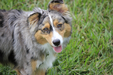 Cute Blue Merle Australian Shepherd in Florida