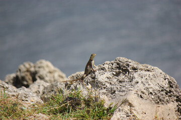 African Rainbow Lizards on Rocks by the Water in Florida