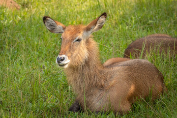 Obraz premium Female defassa waterbuck ( Kobus ellipsiprymnus defassa), Lake Mburo National Park, Uganda. 