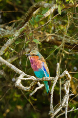 Lilac-breasted Roller (Coracias caudata), Lake Mburo National Park, Uganda.