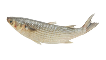 Grey mullet fish isolated on white background