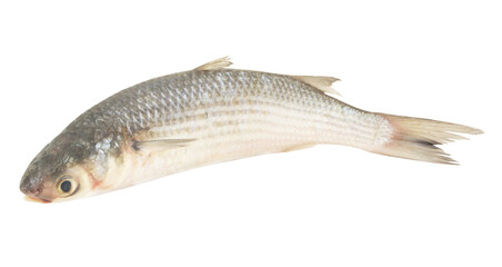 Grey mullet fish isolated on white background