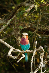 Lilac-breasted Roller (Coracias caudata), Lake Mburo National Park, Uganda.	
