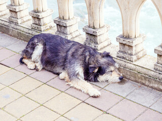 Homeless shaggy black-gray dog sleeps near the railing on the paving slabs
