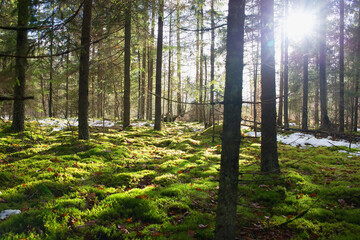 Bright sunlight. Backlighting. Forest, trees, green moss. The first snow lies on the ground. Natural background. Soft focus.