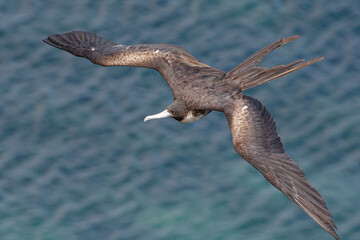 Female Great Frigatebird (fregata minor) in San Cristobal Island, Galapagos, ECuador