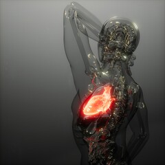 Human Heart Radiology Exam