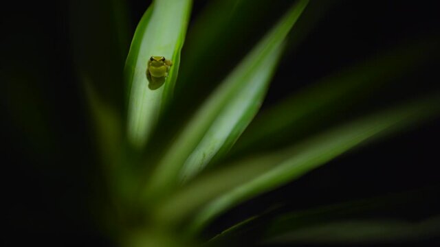 Green tree frog making noise calling mate on the Yakka leaf at night time.