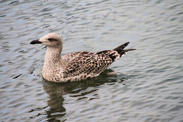 A close up of a Herring Gull