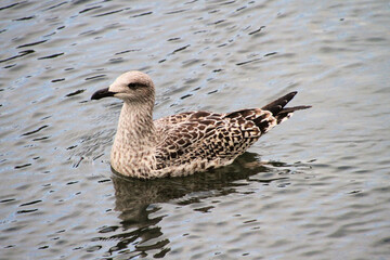 A close up of a Herring Gull
