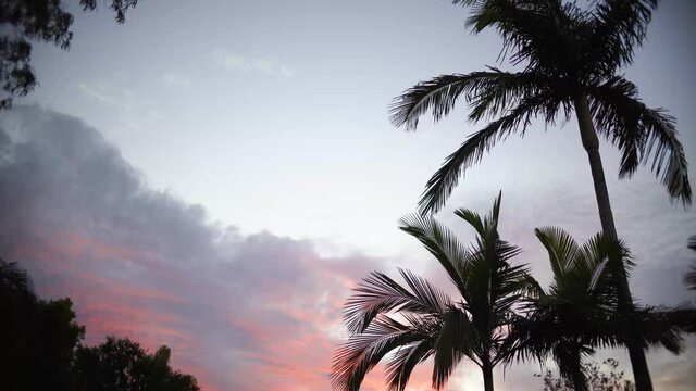 palm tree silhouette and sunset cloud