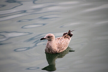 A close up of a Herring Gull